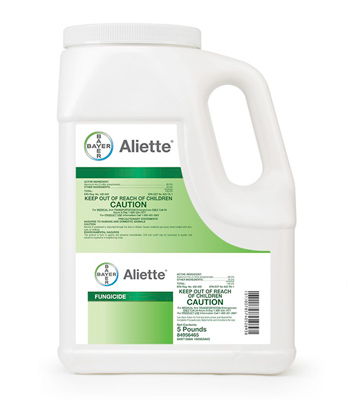 Aliette