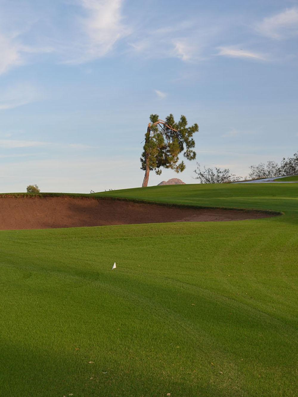 Mackenzie bentgrass