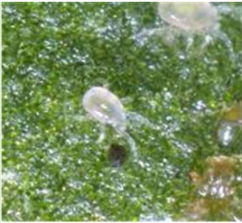 N. californicus nymphe