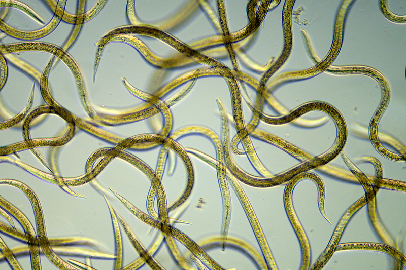 Nematodes