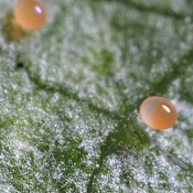 P. persimilis oeuf