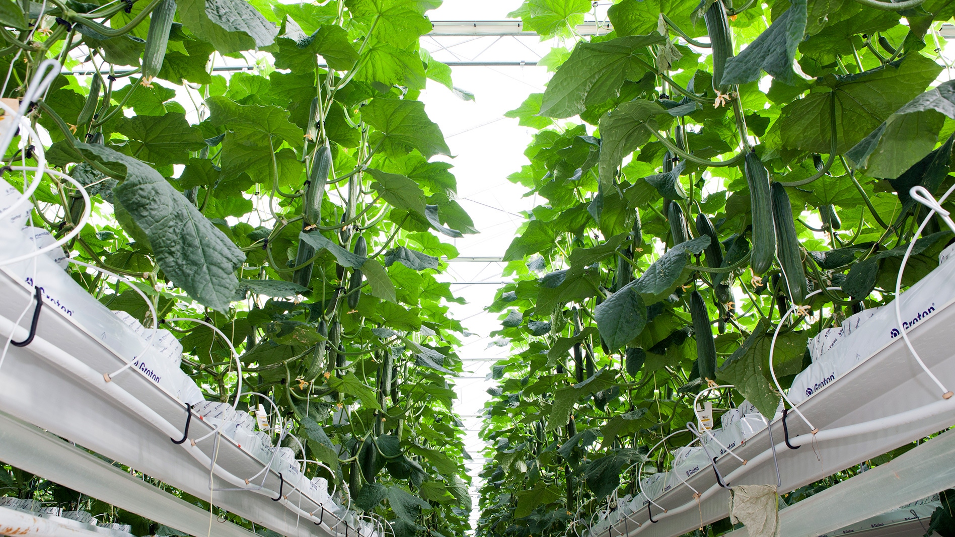 Long Cucumber SEquence