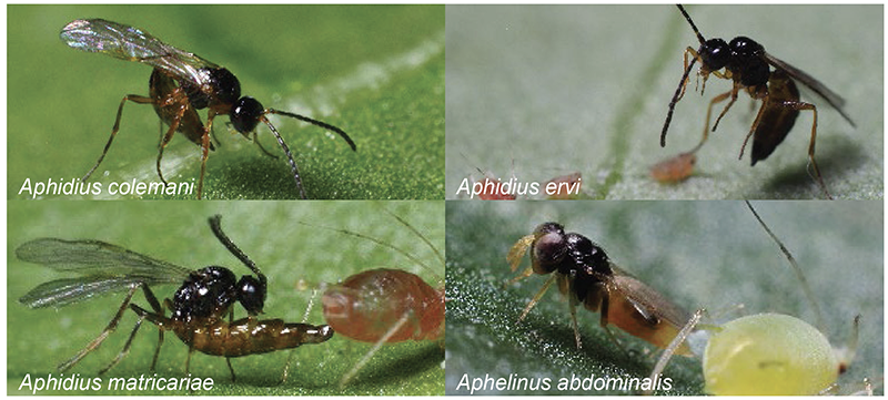 Aphi-Mix