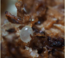 Stratiolaelaps scimitus oeuf
